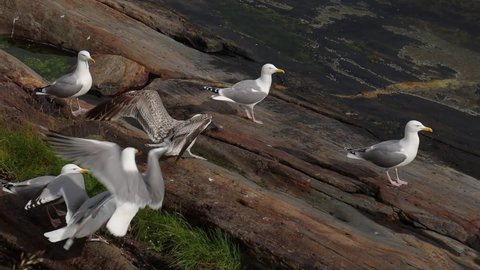Seagulls fight over the giblets of fish on the shore of a fjord in Norway.