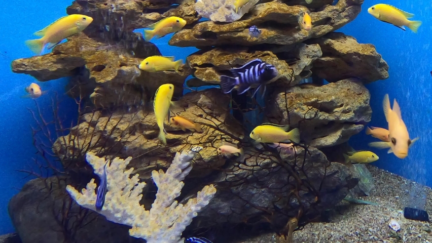Yellow morph of Labidochromis caeruleus (lemon yellow lab) aquarium fish. Electric Yellow Afican Cichlid. Tropical Electric yellow cichlids. Malawi Aquarium Fish | Shutterstock HD Video #1085636843