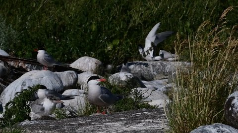 A tern on a rocky shore.   Scientific name: Sterna hirundo. Ladoga lake. Russia.