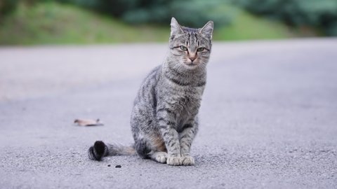 Grey Tabby Cat Green Eyes Sitting Stock Footage Video (100% Royalty ...