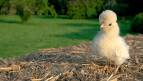 4K Video clip of one cute yellow chick, baby chicken, sitting on a hay bale outside in golden summer sunshine