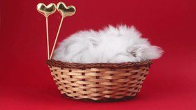 Kitten with heart on red background is sleeping in wicker basket. Love, Valentine's day cat, Mother's day lovely holiday gift. British longhair breed video