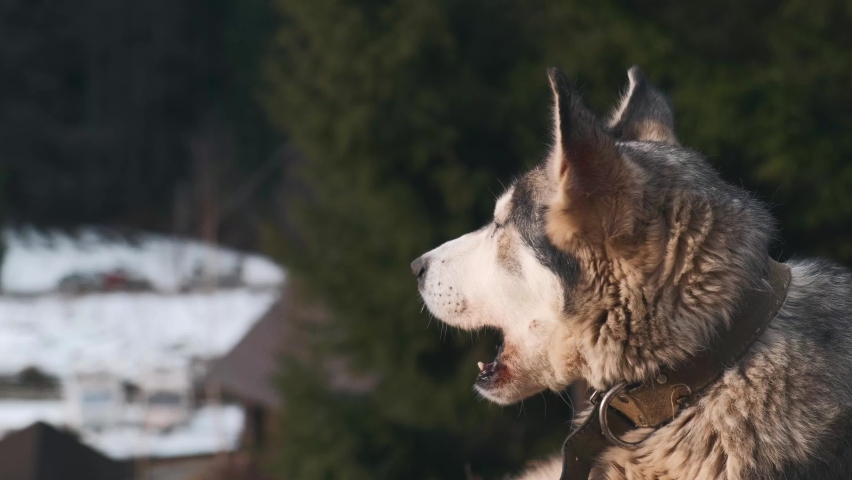 Close up beautiful Wolf dog yawns while sitting near conifers forest during winter time