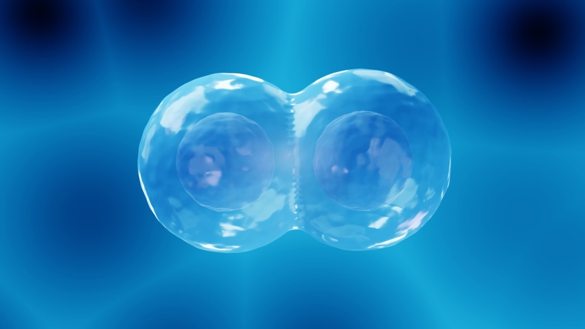 Cell division, Mitosis 3d animation