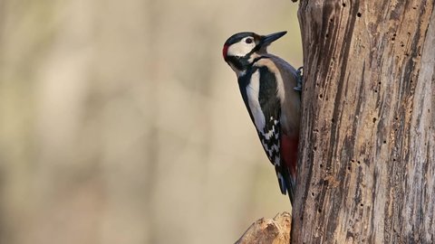 Great spotted woodpecker bird (Dendrocopos major) pecking tree