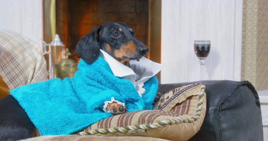 Funny dachshund dog in blue terry dressing gown lies on sofa by the lit fireplace like a lord, tries to bark indignantly and gets up to run away or go check situation. Worried pet Royalty-Free Stock Footage #1085650547