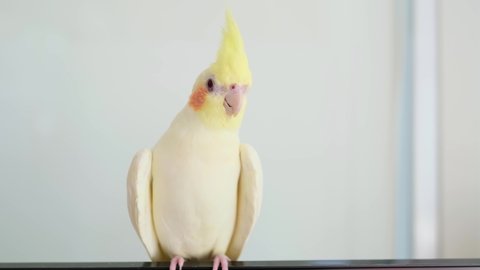 A beautiful yellow lutino cockatiel with orange cheeks outside the cage is in a happy pose. She was brushing her hair and looking at the camera.