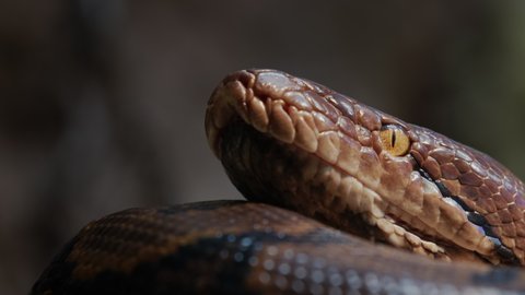 A large reticulated python curled up in a ring, lies in the branches of a tree. Close-up shot