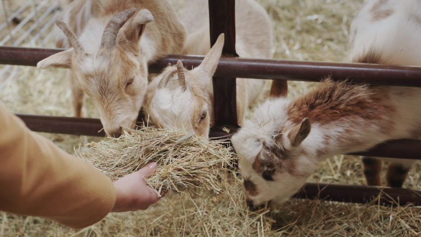 A woman feeds goats hay, in the frame you can only see her hands and goats that take treats. Royalty-Free Stock Footage #1085657891