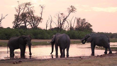 Extreme wide shot of three African elephant bulls standing at a waterhole drinking during sunset, Khwai Botswana.