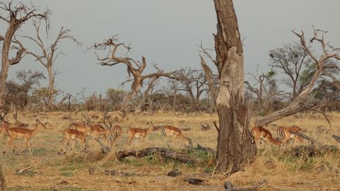 Wide shot of a herd of impalaing across the dry plains in Khwai Botswana.