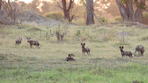 Extreme wide shot of African wild dogs playing with the leftovers of a kill, Khwai Botswana.