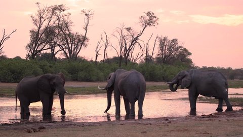 Extreme wide shot of three African elephant bulls standing at a waterhole drinking at dusk, Khwai Botswana.