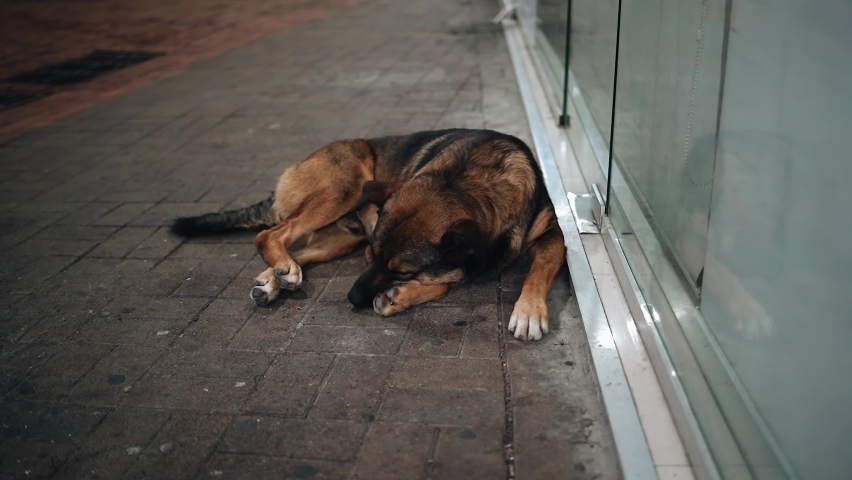 The dog is lying at the exit of the store against the wall. Shooting a stray animal