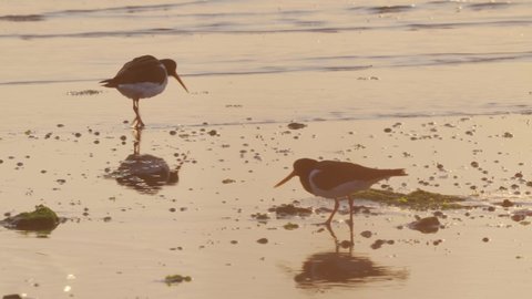 Eurasian Oystercatchers Wading On Shoreline Looking For Food