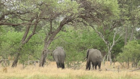Extreme wide shot of two elephants reaching up with the trunk into the tree, Khwai Botswana.