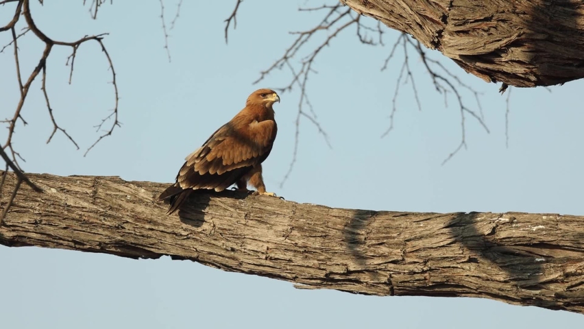 Wide shot of a Tawny eagle perched in a tree, Khwai Botswana.