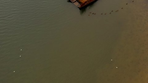 An aerial view over Coney Island Creek on a cloudy morning with ducks and seagulls swimming in the creek by a sunken rusty pier. The drone camera dolly in while tilted down.