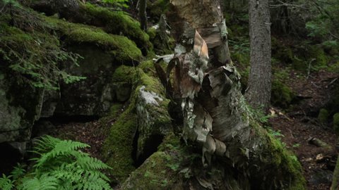 Explore a fallen birch tree from forest floor to canopy in a dense deciduous forest.