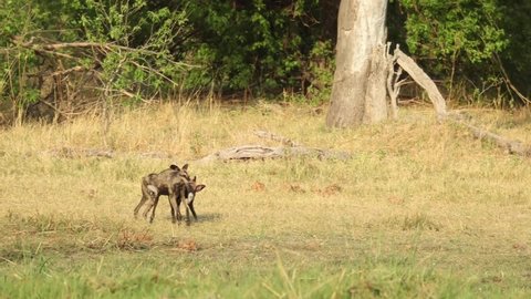 Wide shot of two African wild dogs playing, Khwai Botswana.
