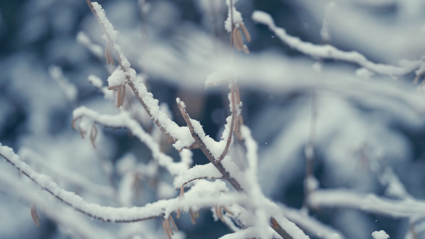 The first snow is falling. The light pure snow is covering the thin branches of the birch tree. Delicate catkins sway lightly. Tight closeup shot, narrow depth of field. Royalty-Free Stock Footage #1085663027