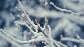 The first snow is falling. The light pure snow is covering the thin branches of the birch tree. Delicate catkins sway lightly. Tight closeup shot, narrow depth of field. - Powered by Shutterstock - Get 15% off with code: PIKWIZARD15
