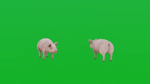 3D Animation Pig on green screen,chroma key,Isolated visual effect farming animal.