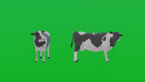 3D Animation black and white cow on green screen,chroma key,Isolated visual effect farming animal.