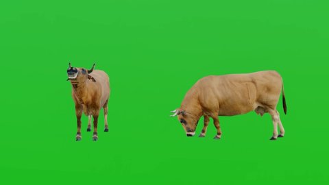 3D Animation brown cow on green screen,chroma key,Isolated visual effect farming animal.