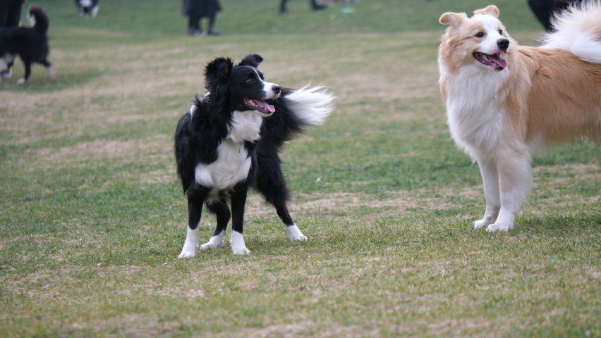Black white and yellow Border Collie playing fetch game together. Pet industry, animal and leisure concept b-roll footage. Active collie dog on the grass field in the sunny day. No people view. Royalty-Free Stock Footage #1085663882