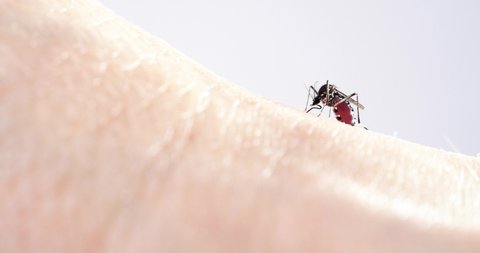 Video of mosquitoes trying to stick needles into skin.
The mosquito is often a carrier of infectious disease.