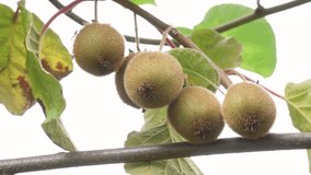 Group of Fresh kiwi fruit on tree growing. Kiwifruit Actinidia. Realtime video
