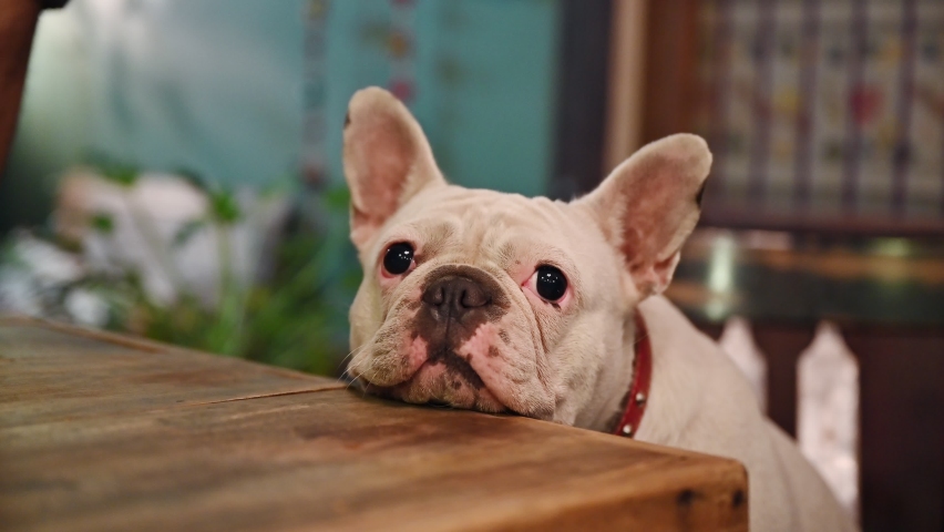 Adorable white French Bulldog breed sitting and waiting on wooden chair Royalty-Free Stock Footage #1085666372