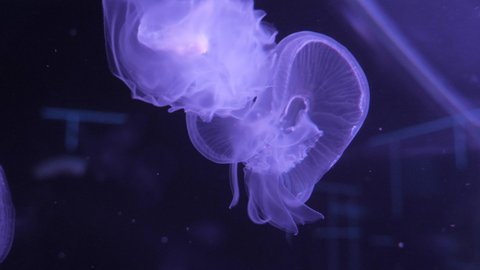 Small jellyfish swim in the aquarium and shimmer with different colors