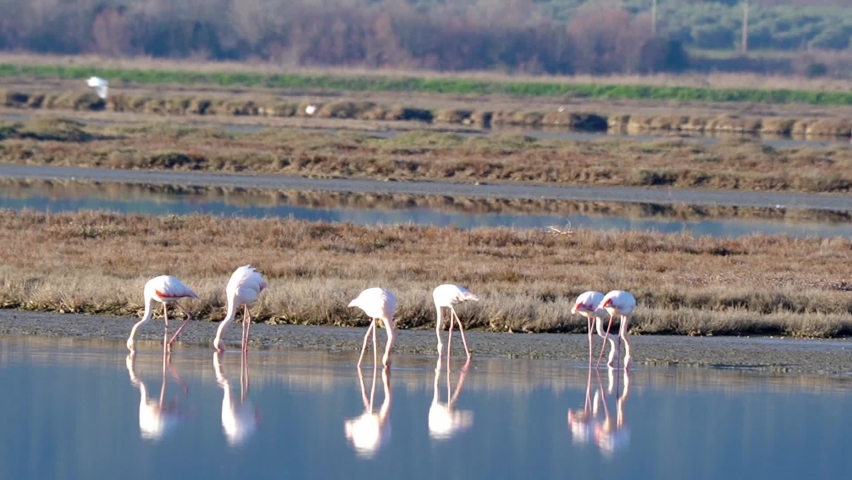 Italy Tuscany Grosseto Castiglione della pescaia, maremma, along the river Bruna Diaccia Botrona, flamingos in the lagoon feed at sunset Royalty-Free Stock Footage #1085670218