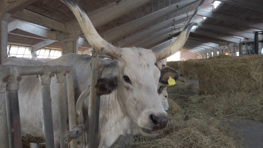 farming stabled cow manger farming stable extensive farm. High quality 4k footage