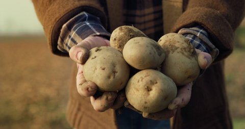 Cinematic close up shot of mature farmer's hands showing heap of fresh raw potatoes harvested at the moment on countryside agricultural bio and eco farming cultivation field garden.