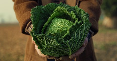 Cinematic close up shot of mature farmer's hands showing fresh raw green savoy cabbage harvested at the moment on countryside agricultural bio and eco farming cultivation field garden.