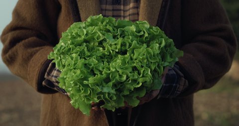Cinematic close up shot of mature farmer's hands showing fresh raw green lettuce harvested at the moment on countryside agricultural bio and eco farming cultivation field garden.