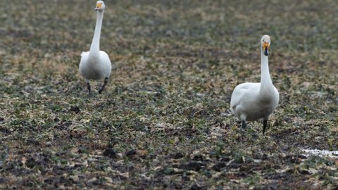 Two Whooper swans, Cygnus cygnus walking on a rapeseed field during spring migration stop in Estonia, Northern Europe.