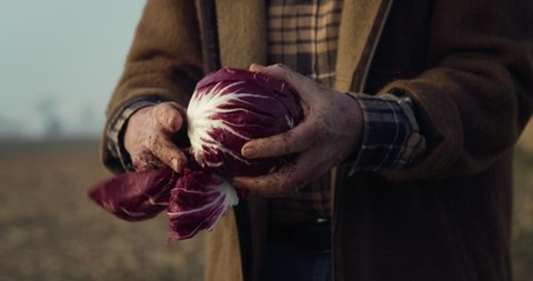 Cinematic close up shot of mature farmer's hands controlling quality of fresh raw red cabbage harvested at the moment on countryside agricultural bio and eco farming cultivation field garden.