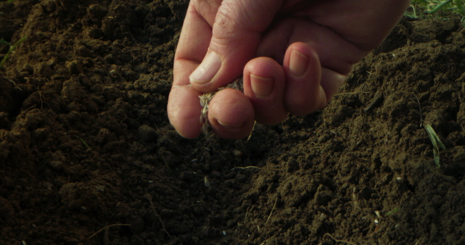 Cinematic Close Up Shot of Mature Farmer Hands Gently Spreading Seeds in Soil Full of Green Fertilizer, Preparing for Planting Season. Bio Agriculture and Eco-friendly Farming Cultivation Concept Royalty-Free Stock Footage #1085673434