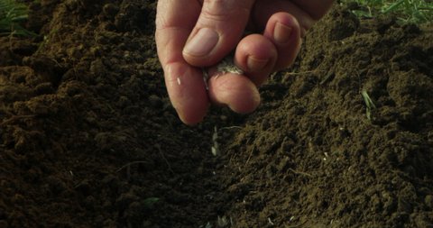 Cinematic close up shot of mature farmer is seeding with his hands vegetables in soil full of green nutrients and fertilizers on countryside agricultural bio and eco farming cultivation field garden.