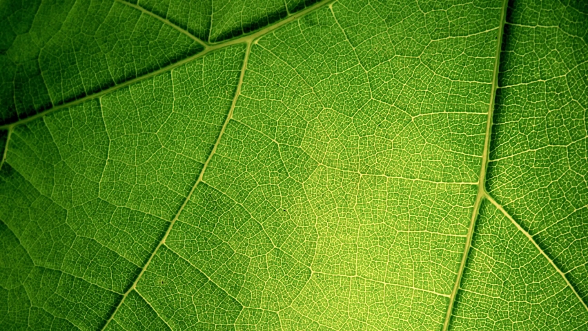 Cell Structure View of Leaf Surface Showing Plant Cells For Education. Leaf in Macro Shot Background. Royalty-Free Stock Footage #1085673905