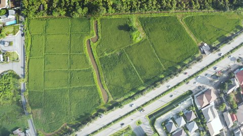 Land or landscape of green field in aerial view. Plot of land on earth for agriculture farm, farmland or plantation with texture pattern of crop, rice, paddy. Include traffic and car on highway road.