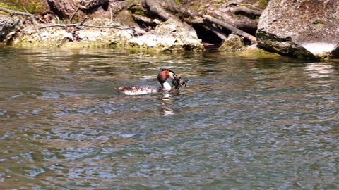 Couple of Great Crested Grebe, Podiceps cristatus building their nest. Bird with beautiful orange colors, water bird with red eyes. It is the largest member of the grebe family found in the Old World.