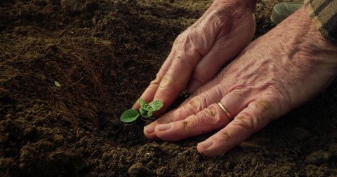 Cinematic close up shot of mature farmer is planting young seedling with his hands in soil full of green fertilizers on countryside agricultural bio and eco farming cultivation field garden.