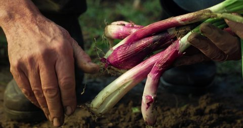 Cinematic close up shot of mature farmer is harvesting with his hands fresh ripe red onions from ground on countryside agricultural bio and eco farming cultivation field garden.