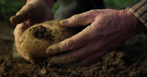 Cinematic macro shot of mature farmer is harvesting with his hands fresh ripe potatoes from ground on countryside agricultural bio and eco farming cultivation field garden.