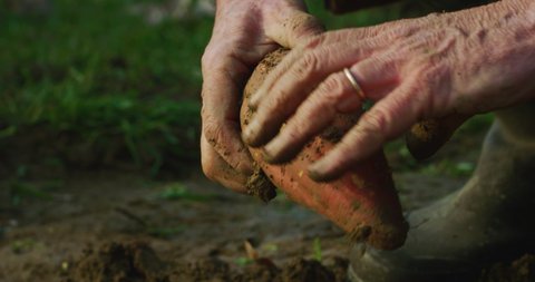 Cinematic macro shot of mature farmer is harvesting with his hands fresh ripe sweet potatoes from ground on countryside agricultural bio and eco farming cultivation field garden.
